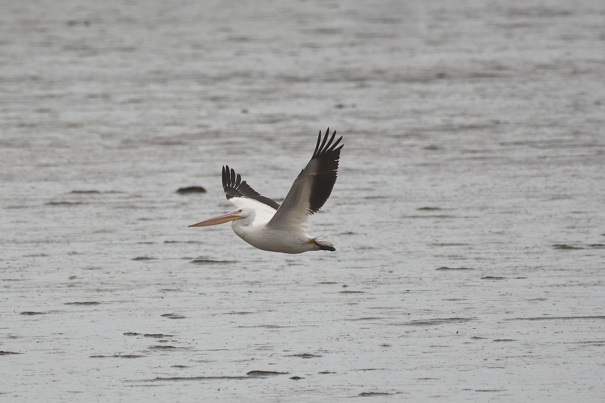 American White Pelican - ML231080621