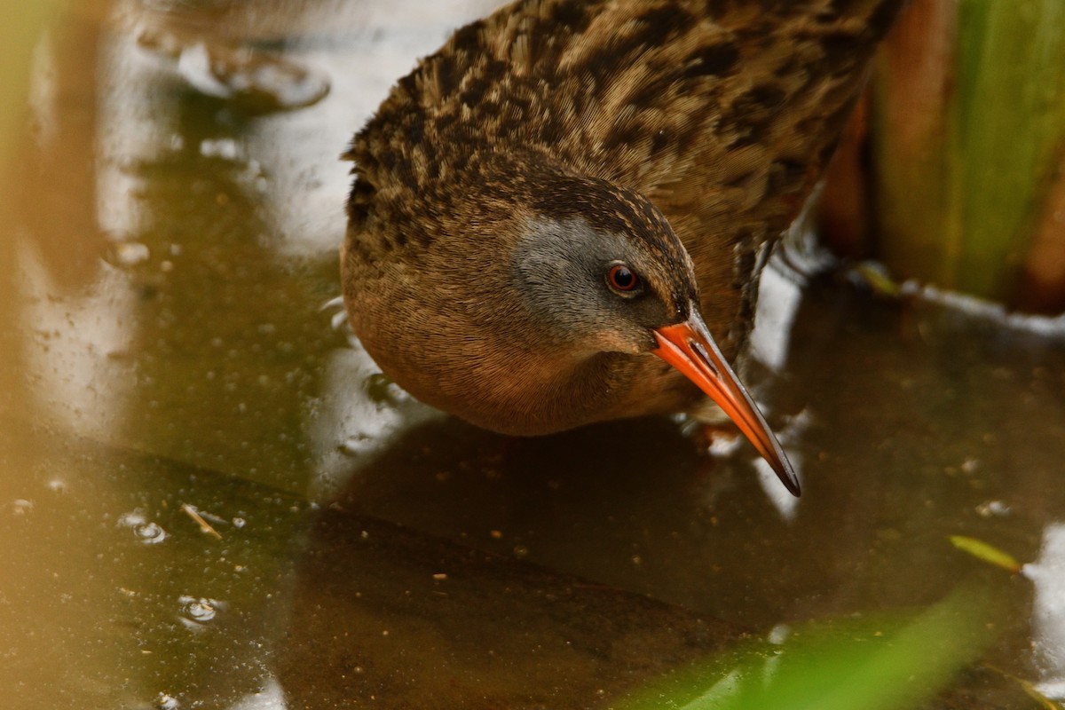 Virginia Rail - ML231081521