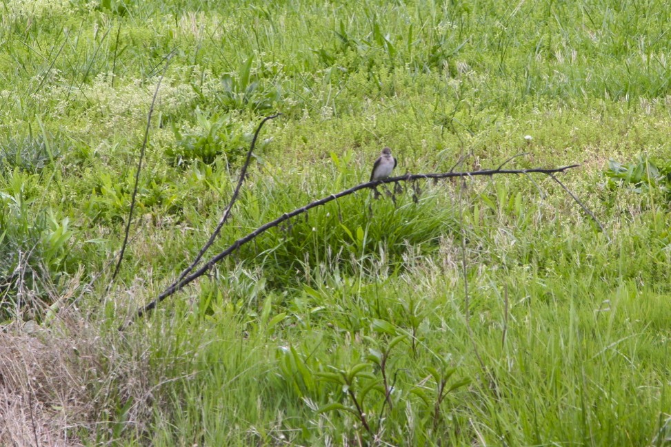 Northern Rough-winged Swallow - ML231081881