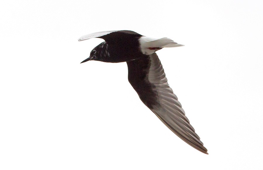 White-winged Tern - ML231082231