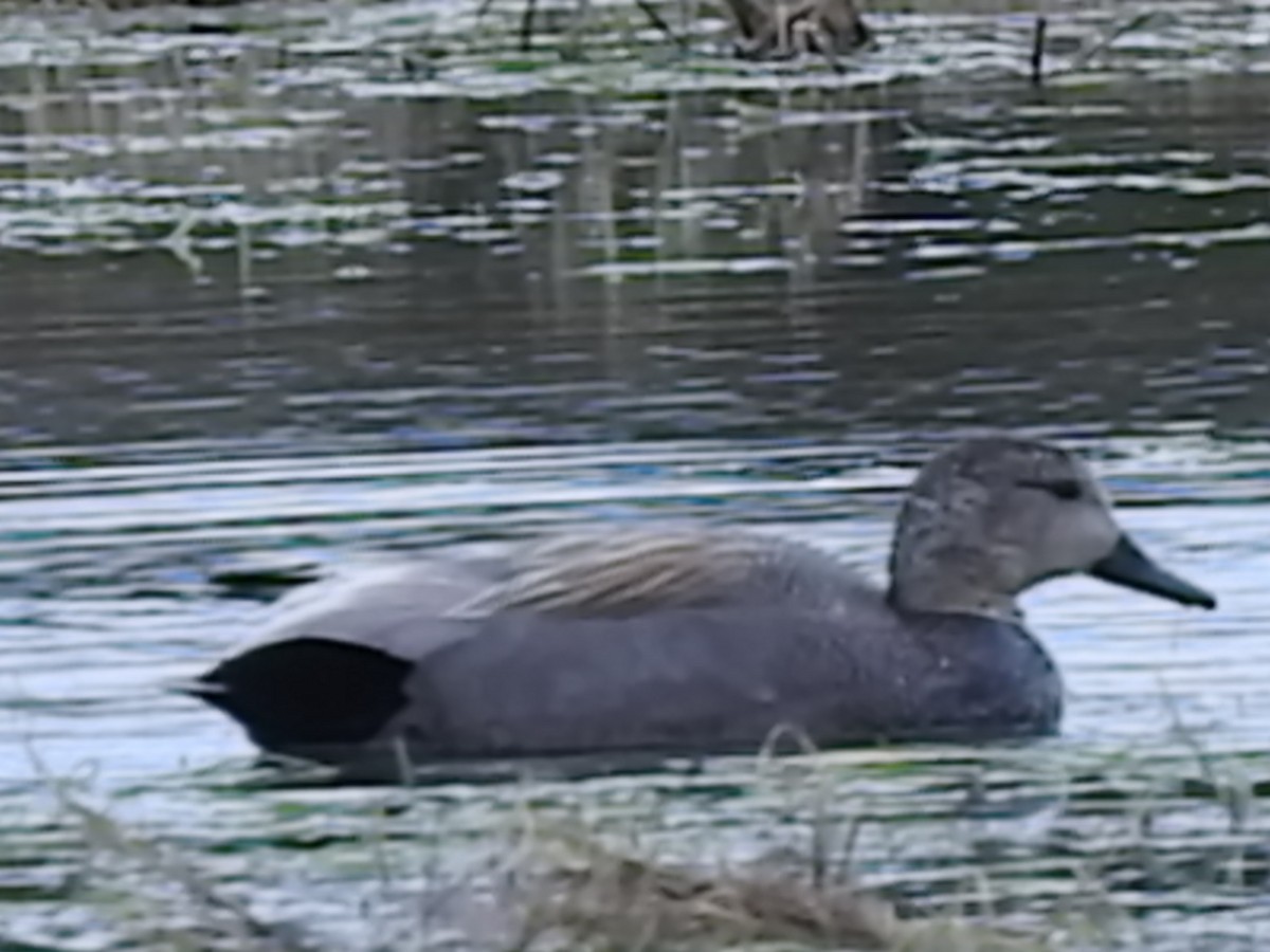 Gadwall - ML231084141