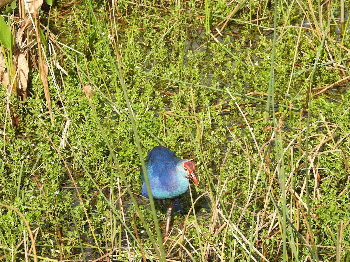 Gray-headed Swamphen - ML231085961