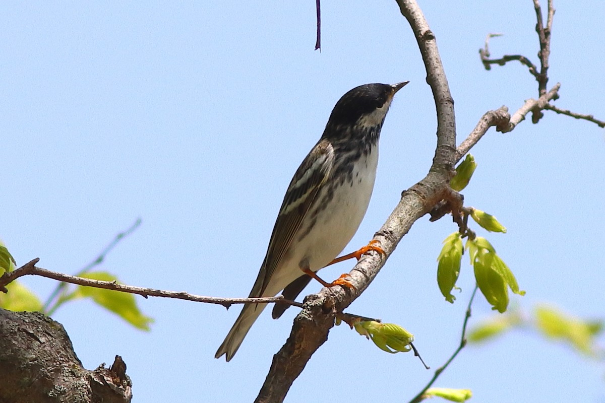 Blackpoll Warbler - Piming Kuo