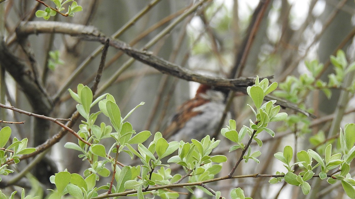House Sparrow - ML231086341