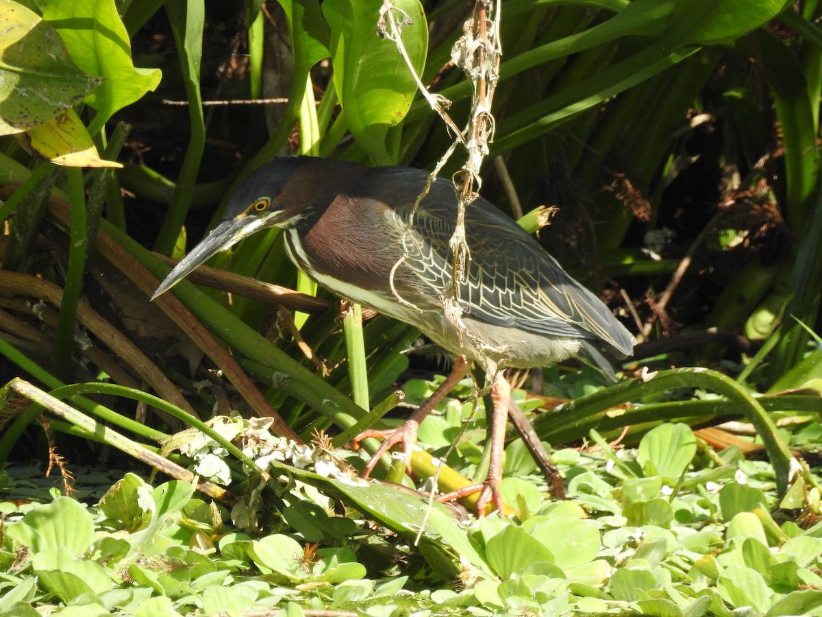 Green Heron - ML231086361