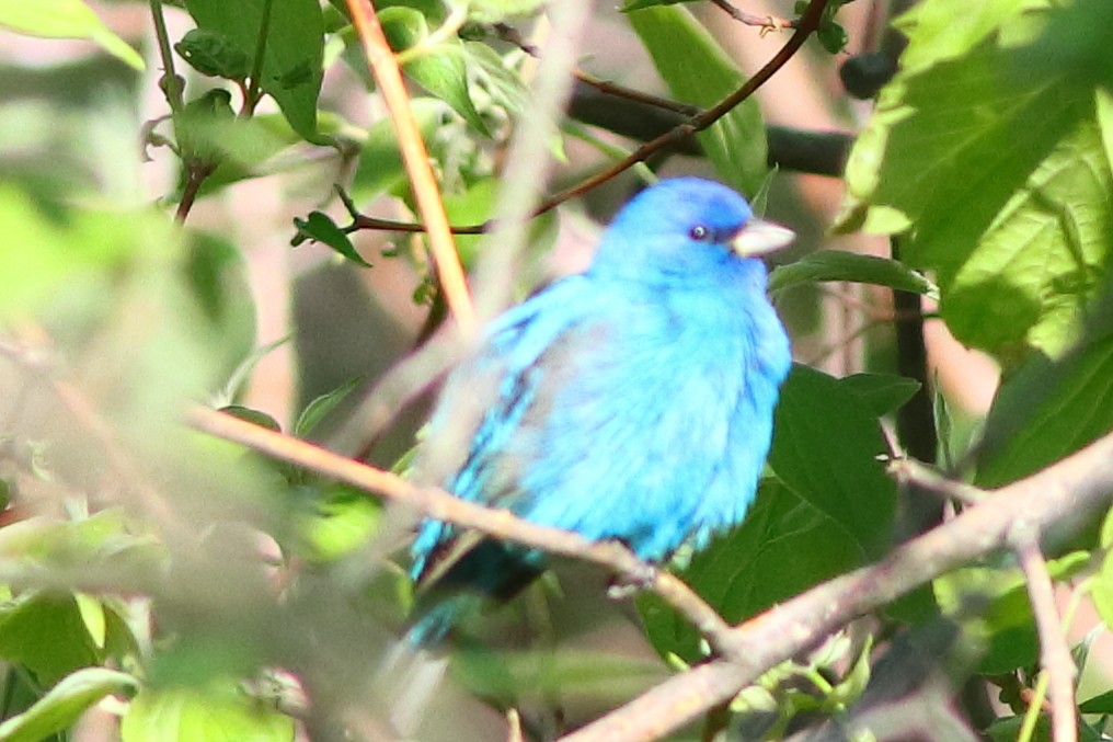 Passerin indigo - ML231086821