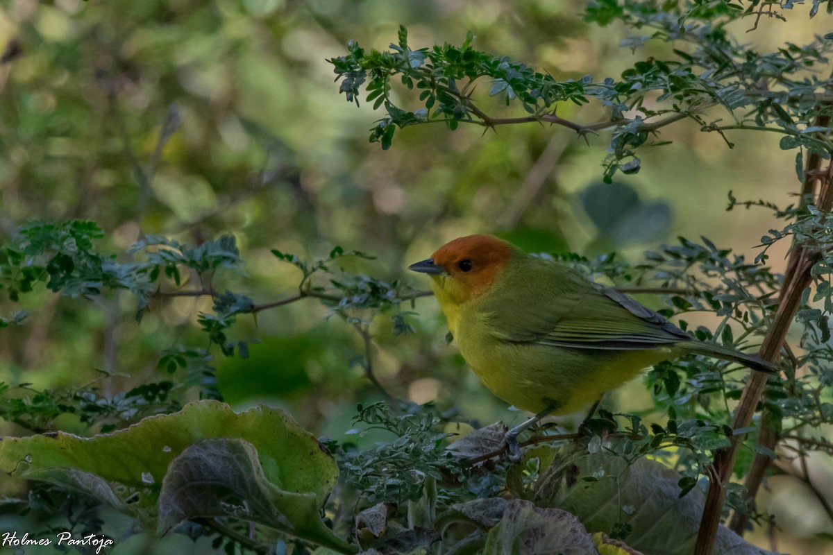 Rust-and-yellow Tanager - ML231087811