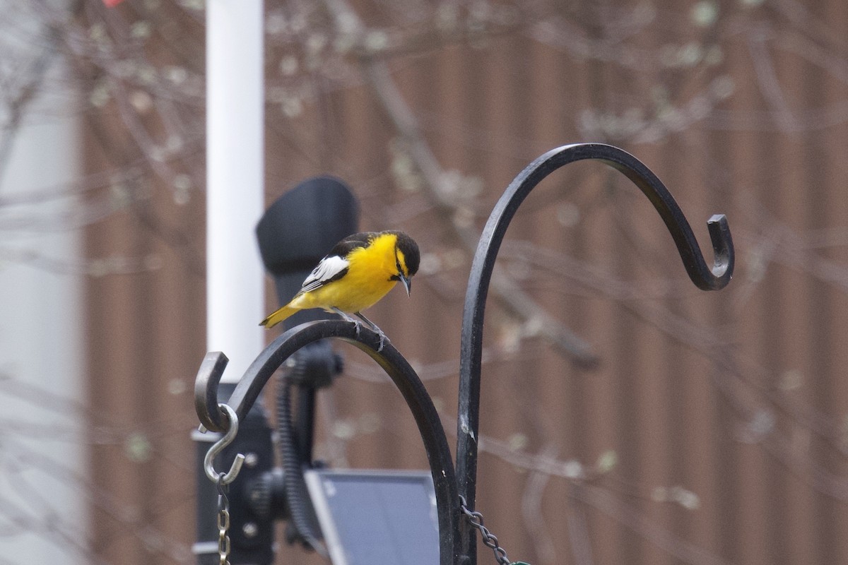 Bullock's Oriole - ML231089011