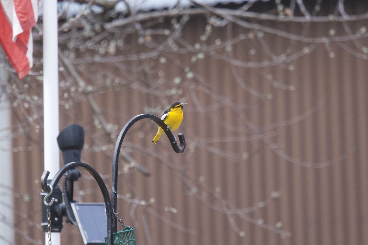 Bullock's Oriole - ML231089021
