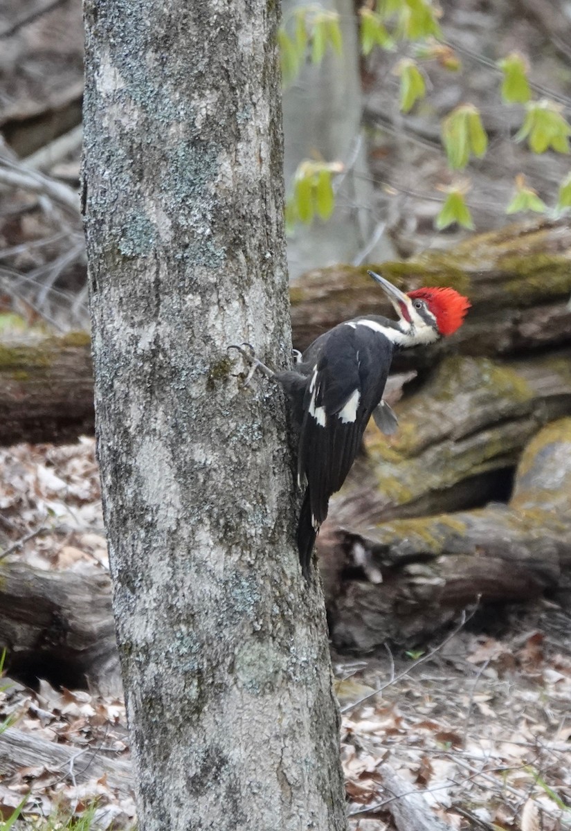 Pileated Woodpecker - ML231089931