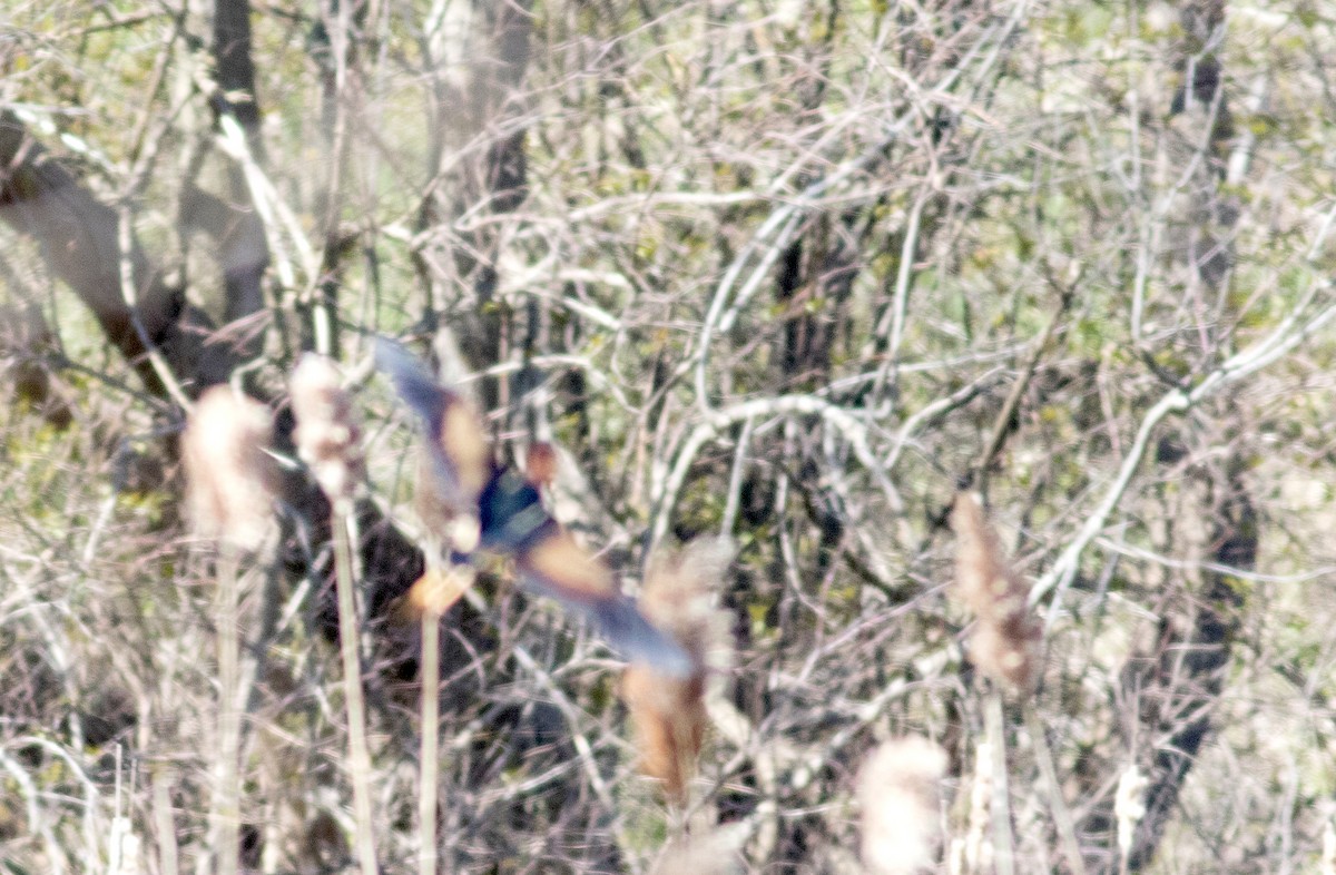 Least Bittern - ML231090111