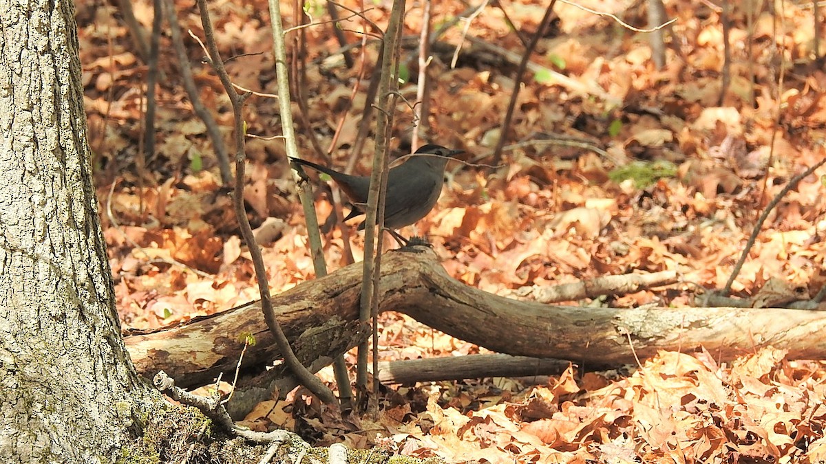 Gray Catbird - ML231090141