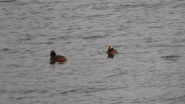 Horned Grebe - ML231090441