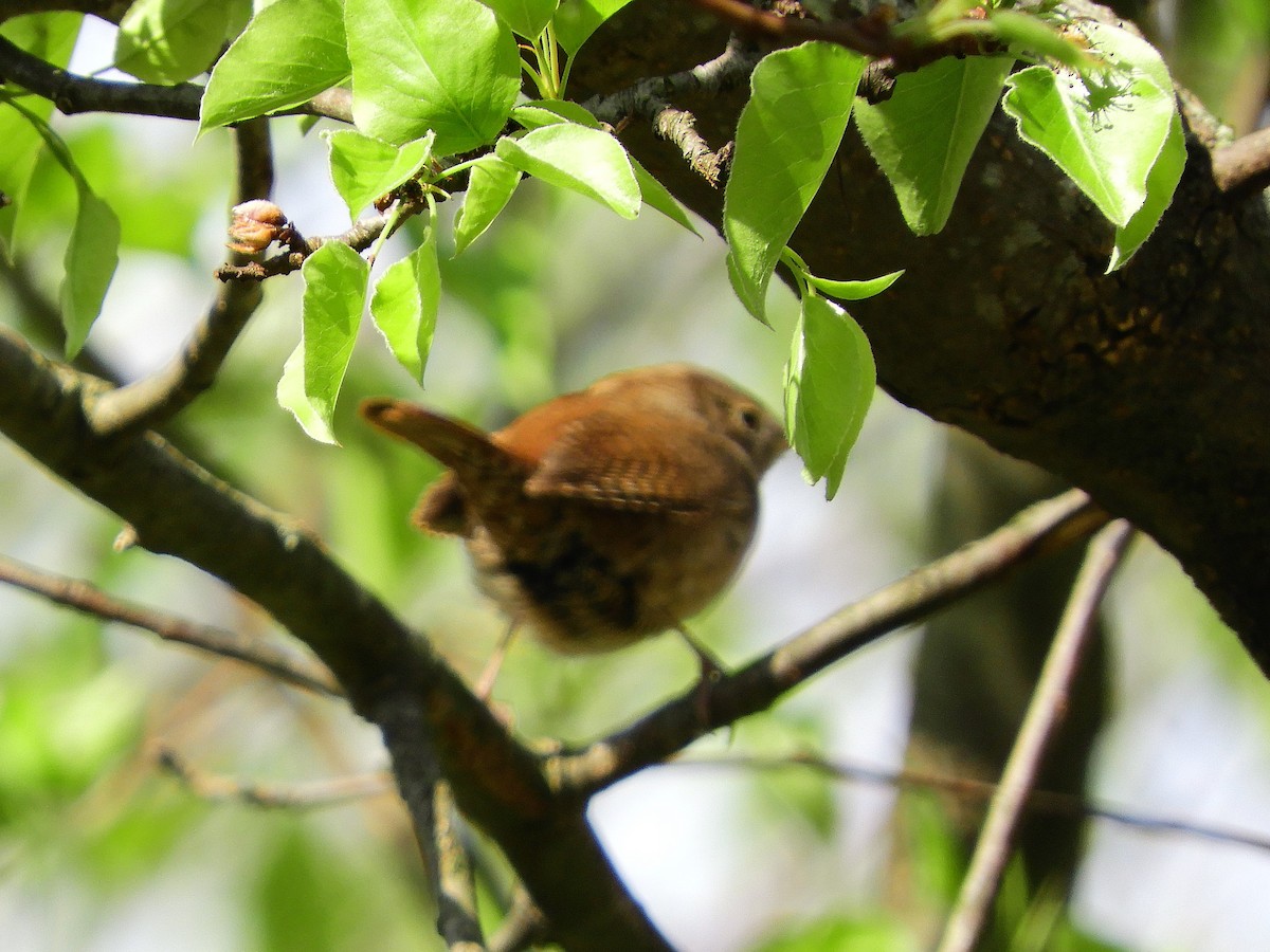 Carolina Wren - ML231092701
