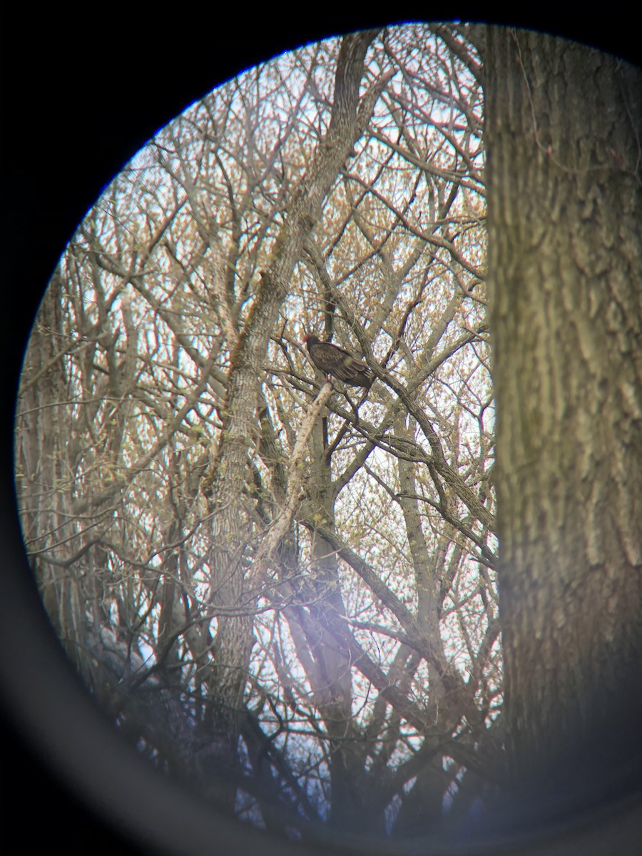 Turkey Vulture - ML231092841