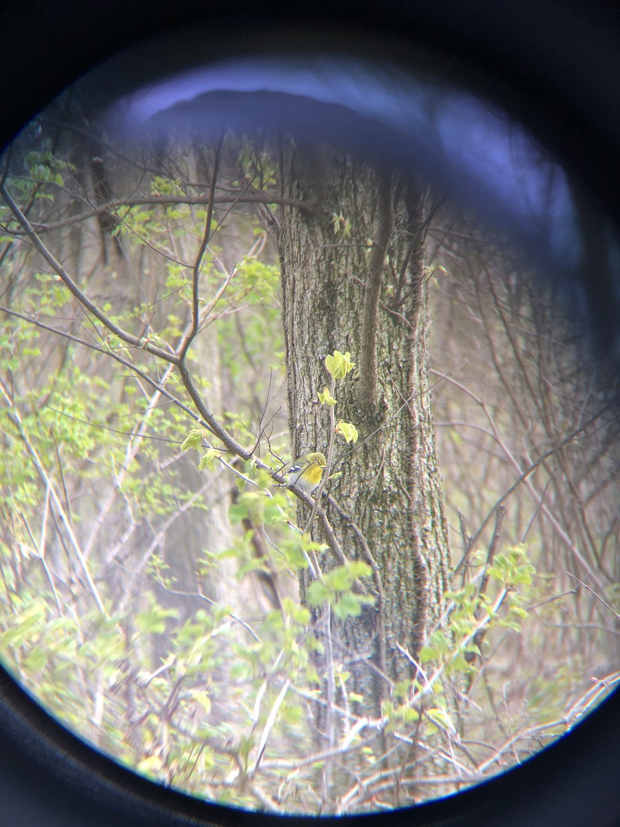 Yellow-throated Vireo - ML231092991