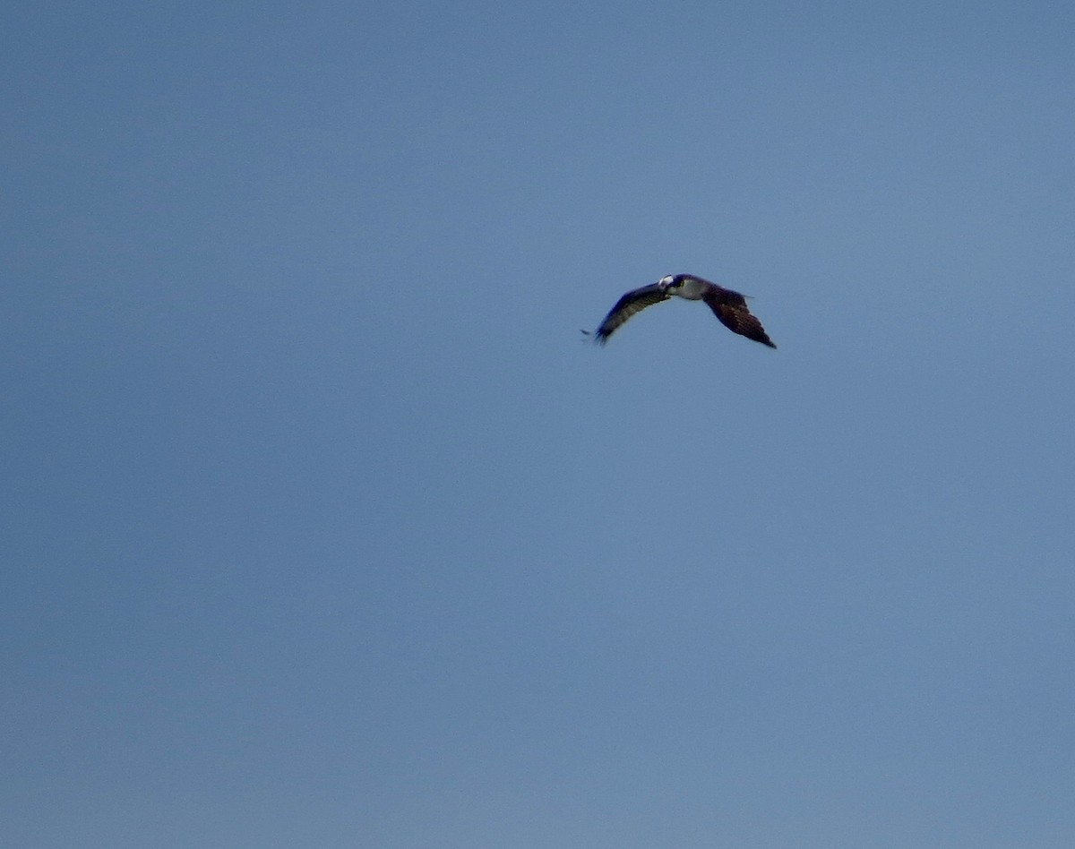 Águila Pescadora - ML23109351