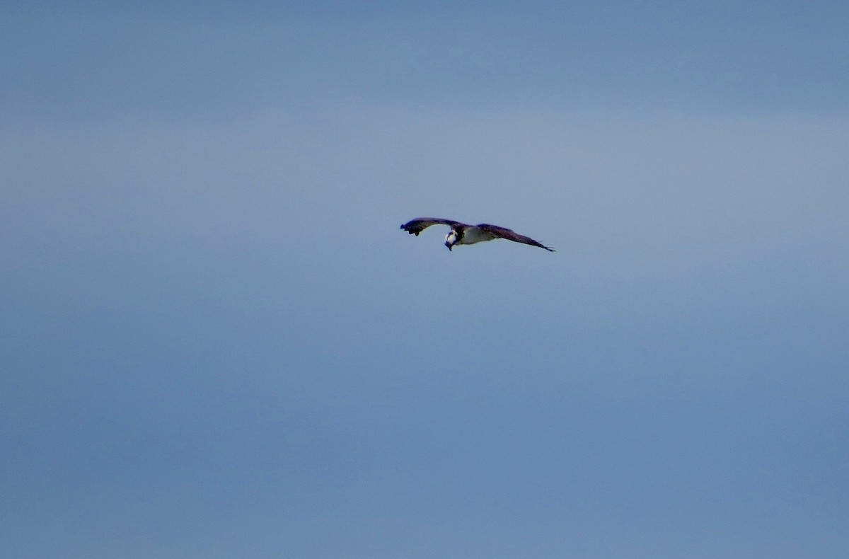 Osprey - Adam Dudley