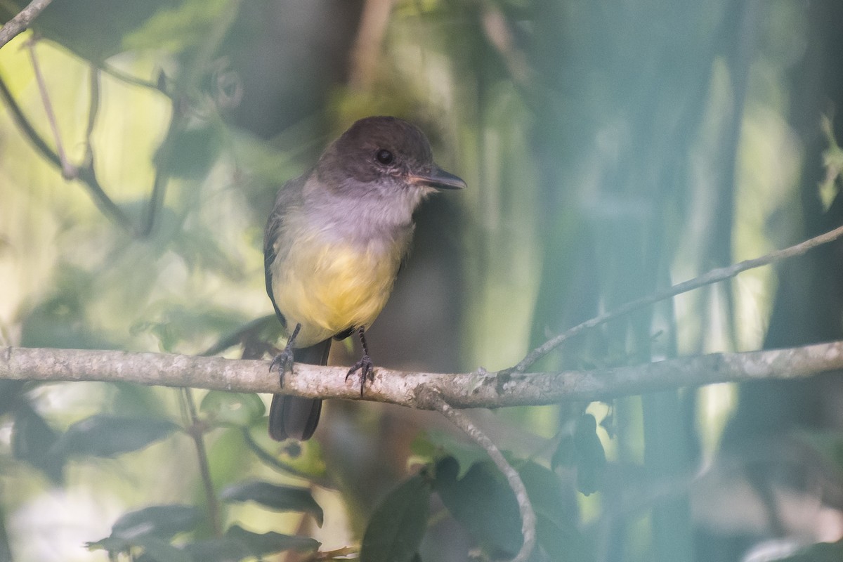 Short-crested Flycatcher - ML231095371