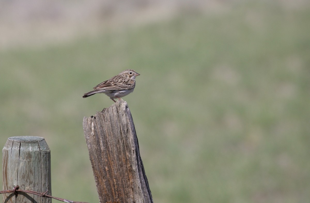 Vesper Sparrow - ML231095761