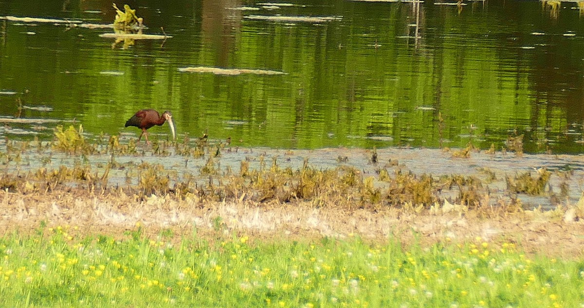 Ibis à face blanche - ML231096461