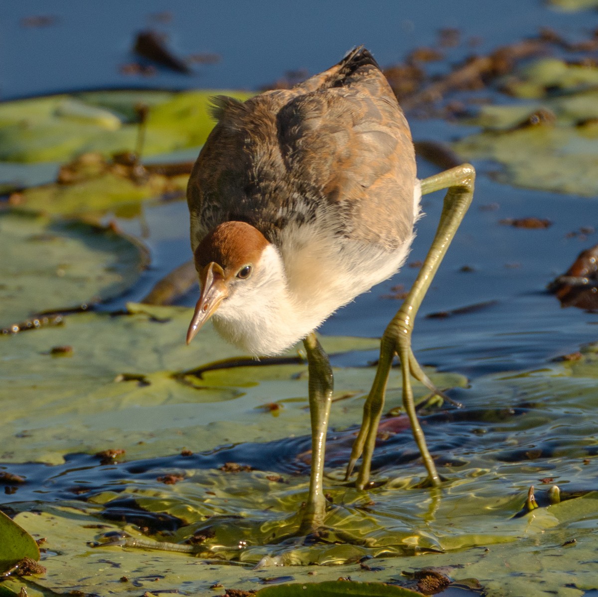 Comb-crested Jacana - ML231097101