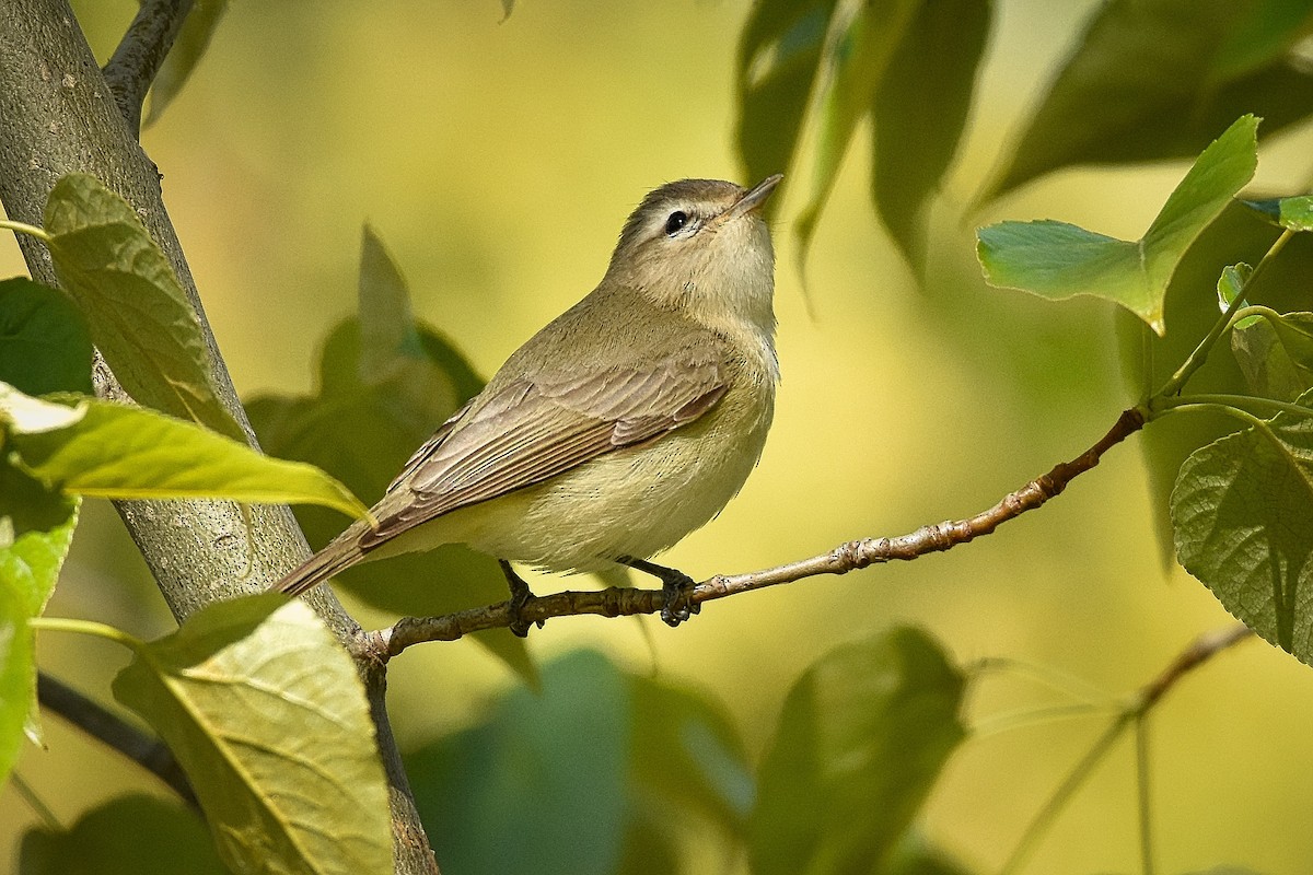 Warbling Vireo - Roger Beardmore