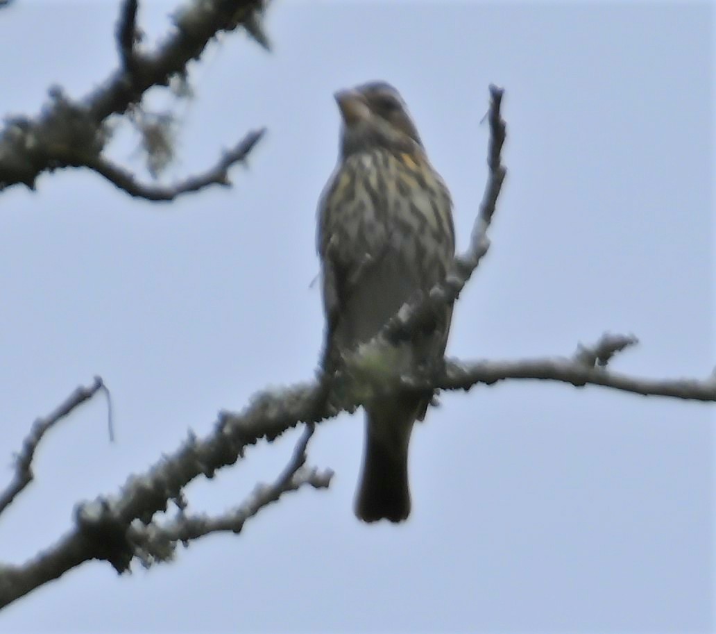 Rose-breasted Grosbeak - ML231098471