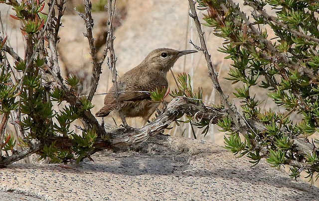 Rock Wren - Millie and Peter Thomas