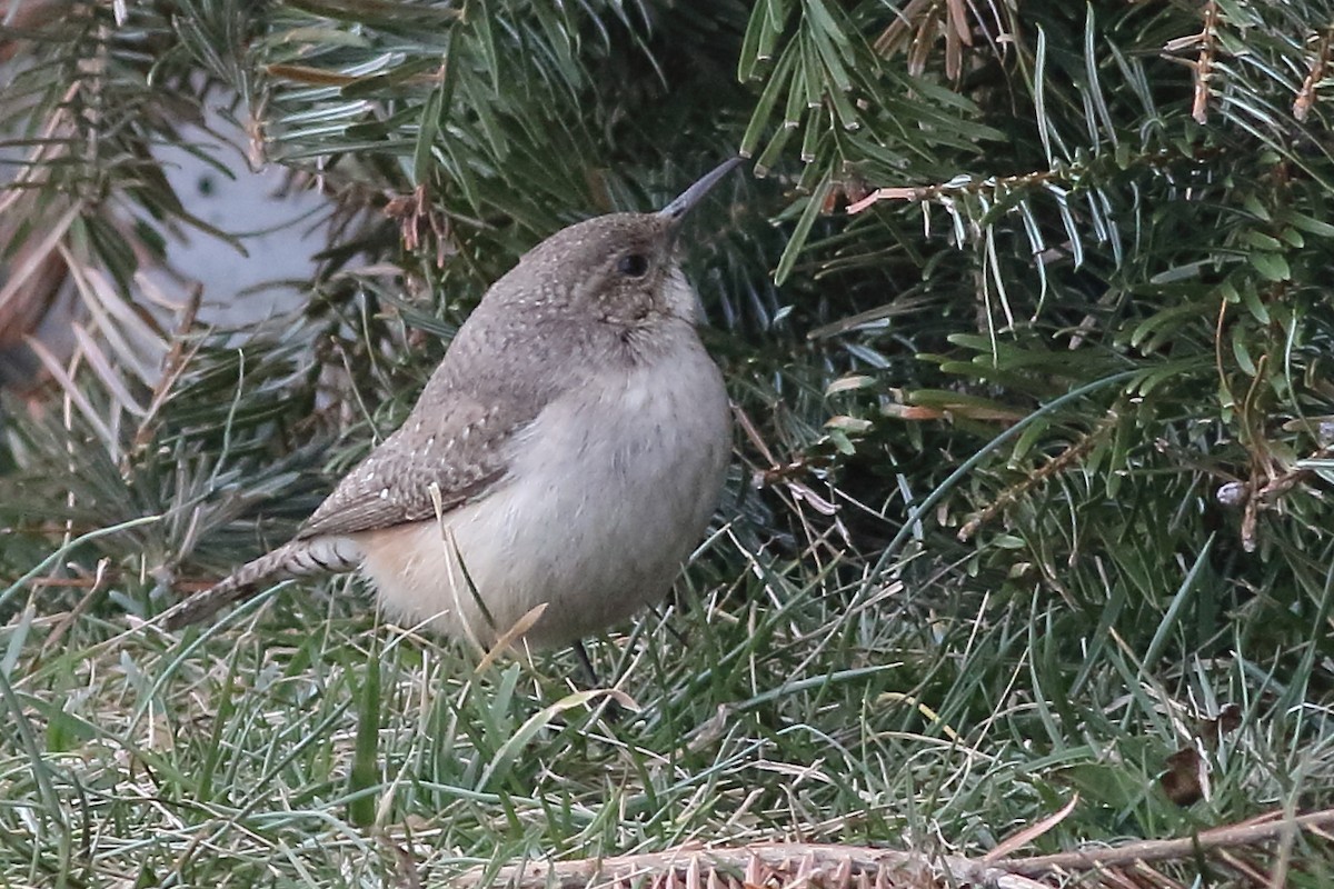 Rock Wren - ML231099611