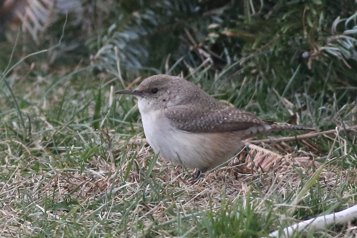 Rock Wren - ML231099621