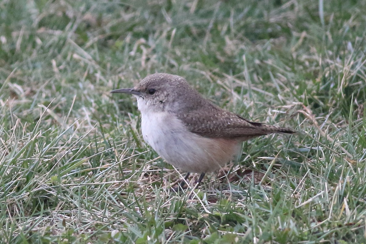 Rock Wren - ML231099651