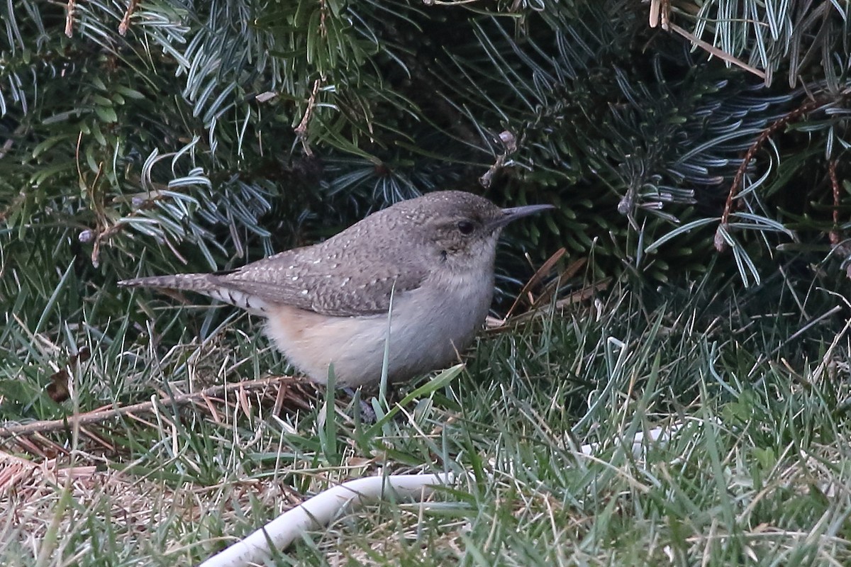 Rock Wren - ML231099661