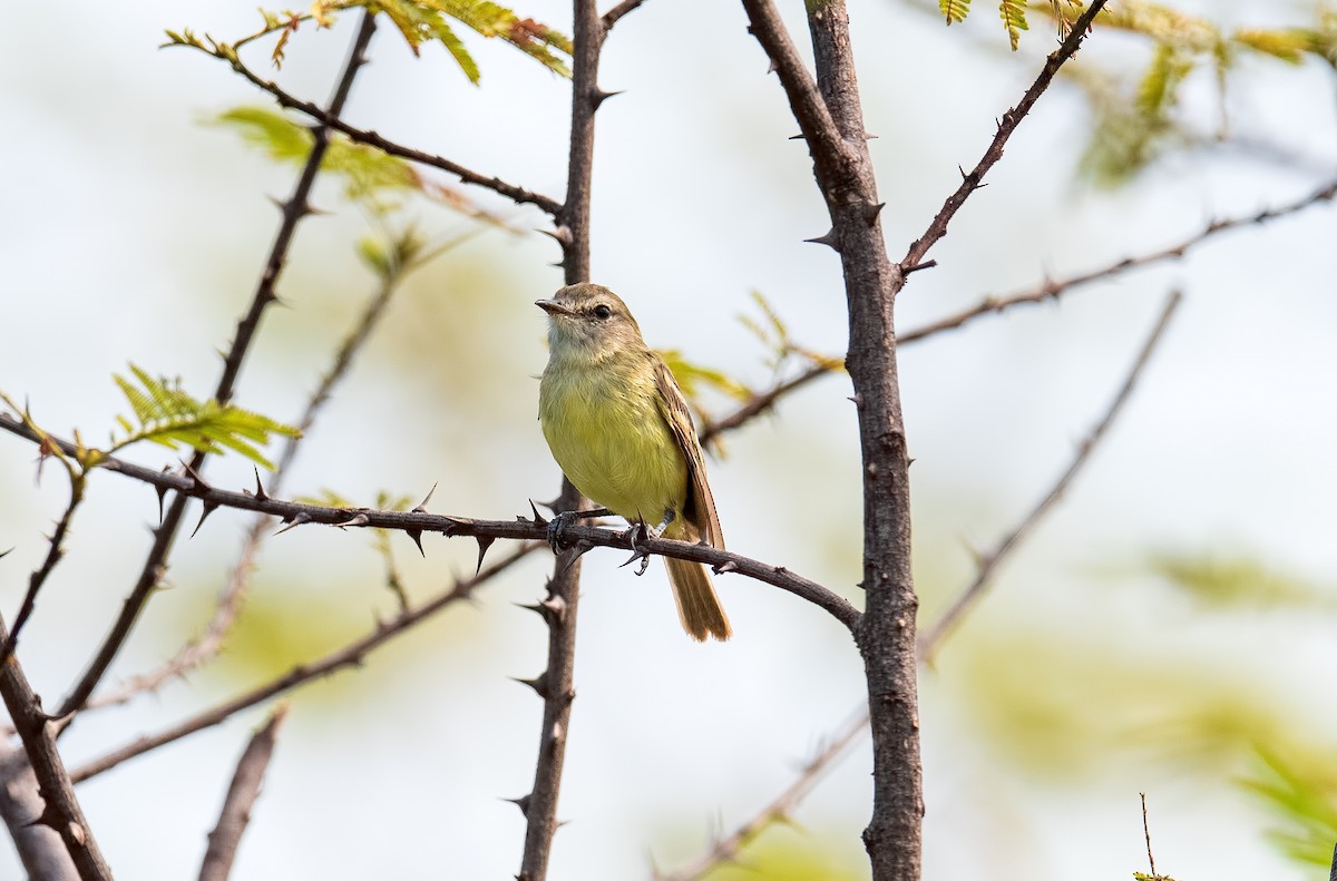 Slender-billed Tyrannulet - ML231100531