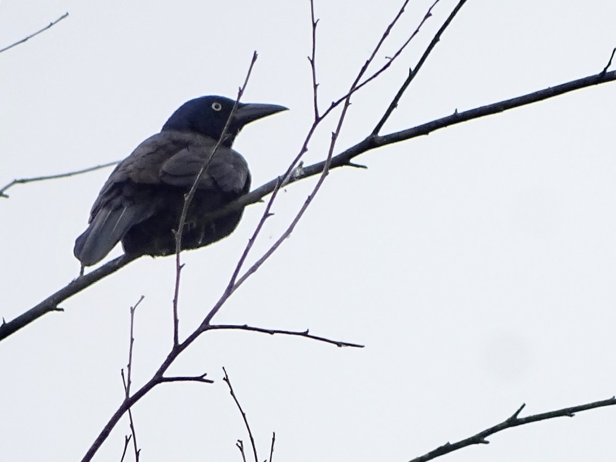 Common Grackle - ML231101531