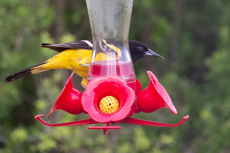 Scott's Oriole - ML231101841