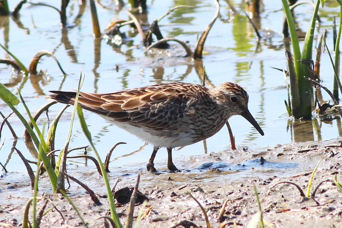 Pectoral Sandpiper - ML231103001