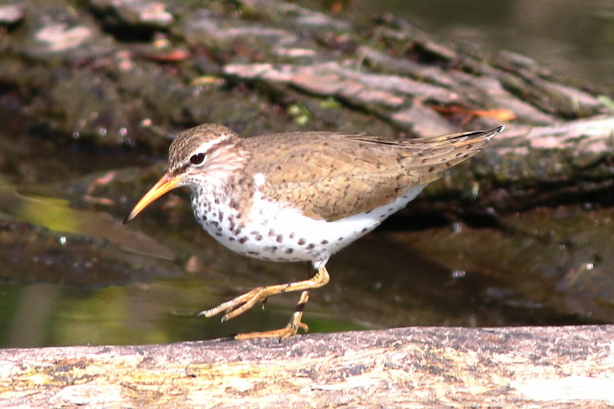 Spotted Sandpiper - ML231104011