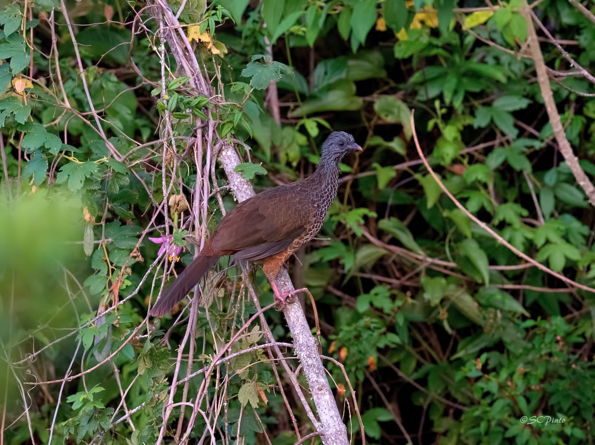 Andean Guan - ML231104111