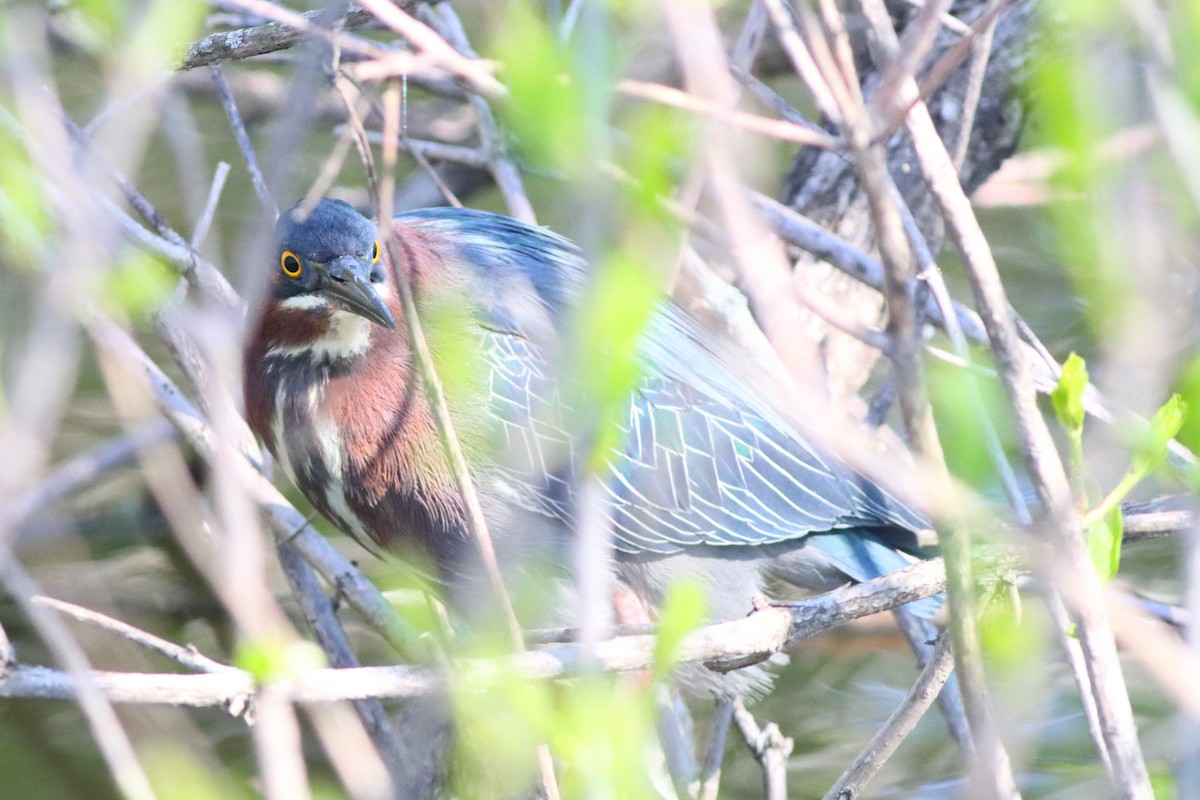 Green Heron - Piming Kuo