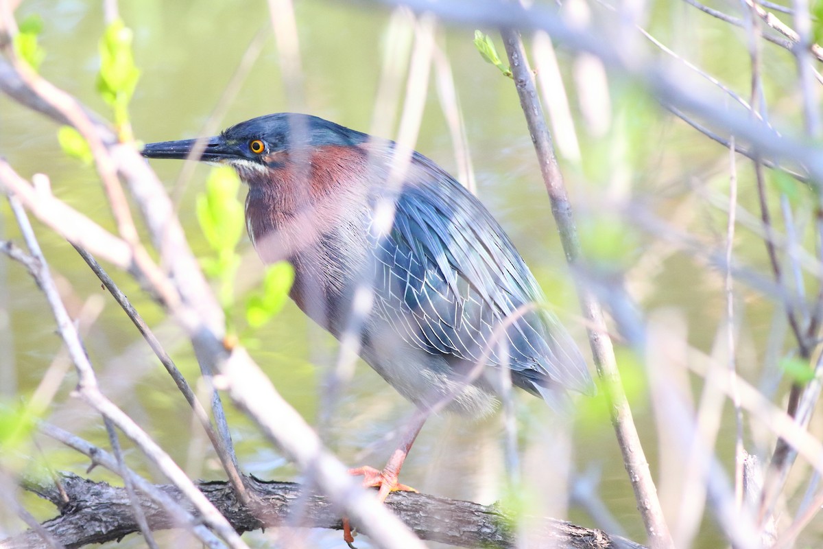 Green Heron - ML231104391