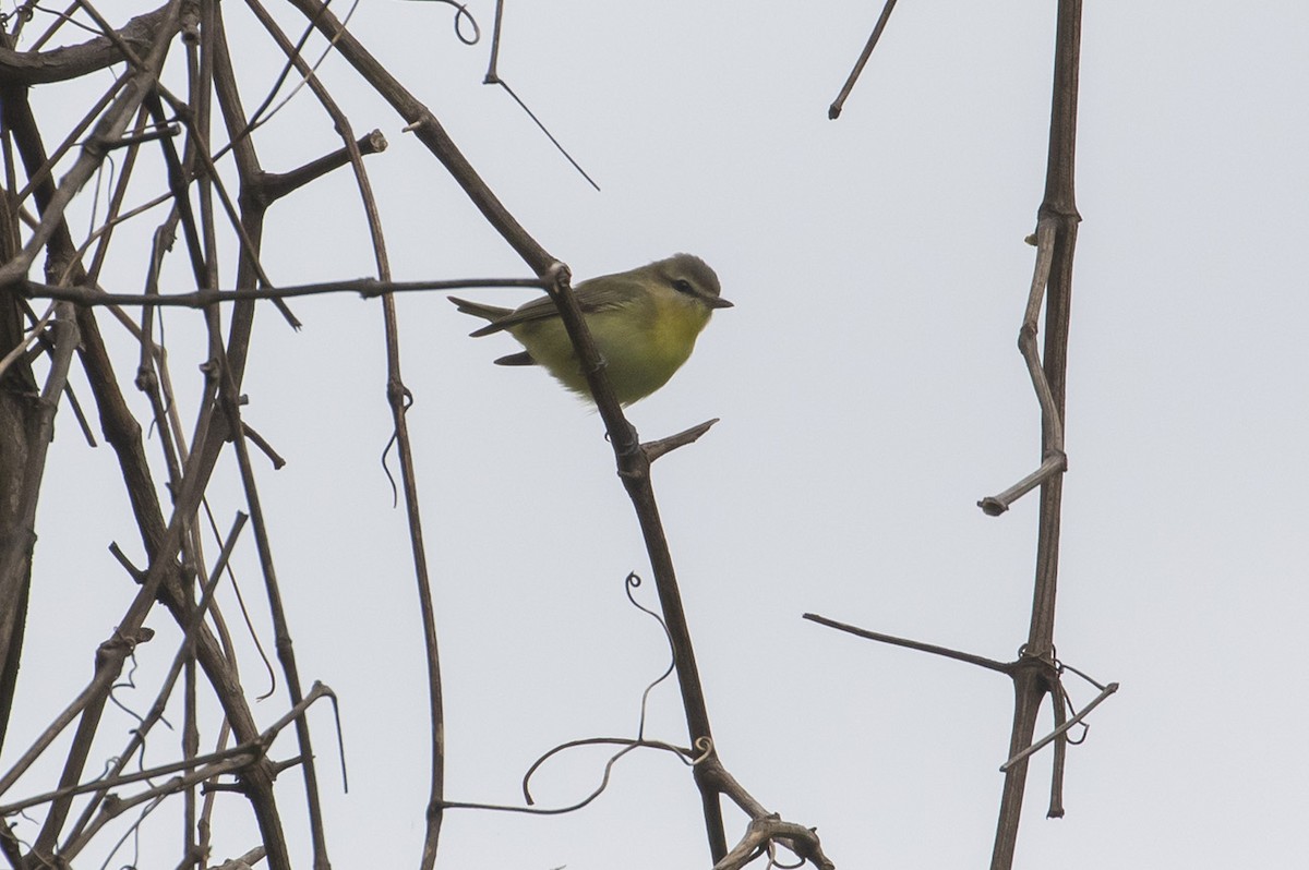 Vireo de Filadelfia - ML231104421