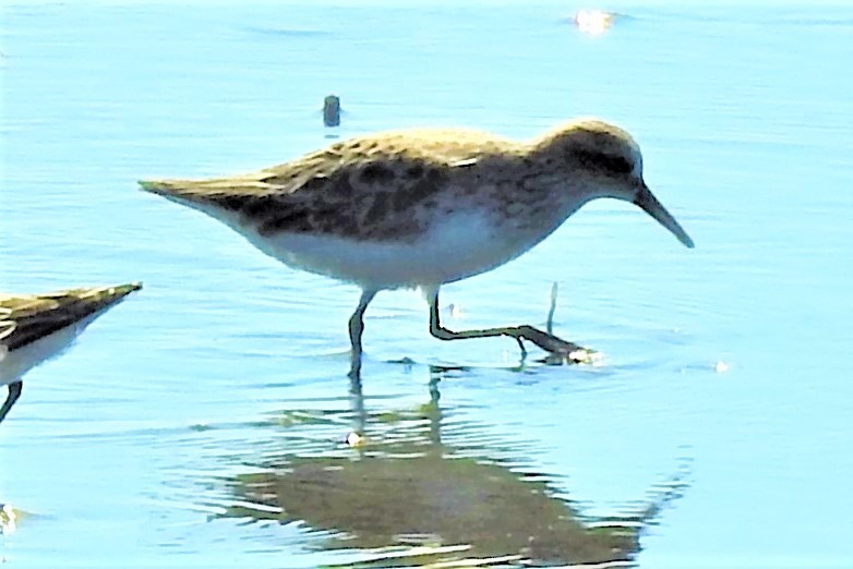 Western Sandpiper - elwood bracey