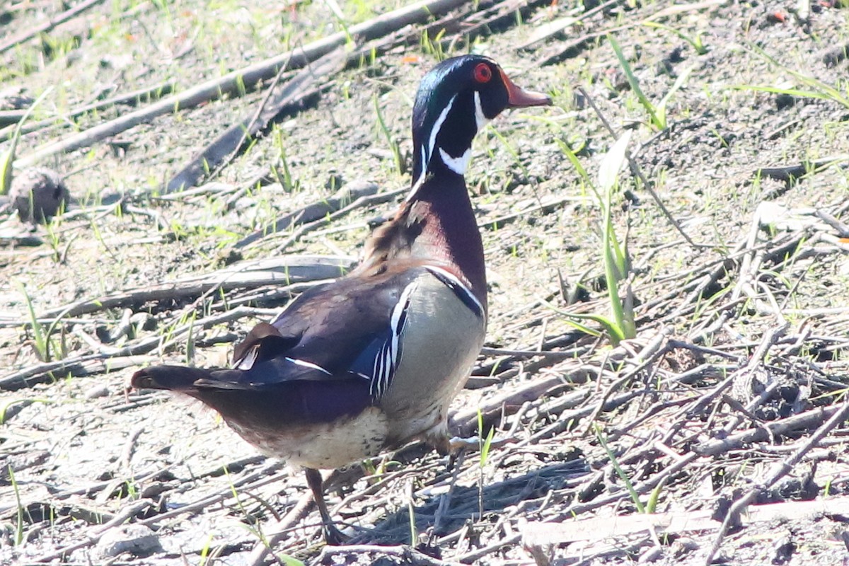 Wood Duck - ML231105621