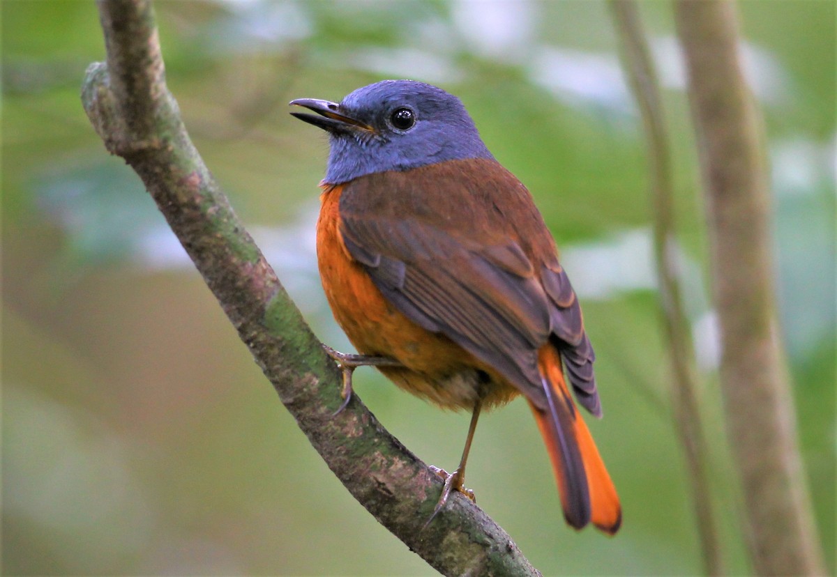 Amber Mountain Rock-Thrush - ML231106021