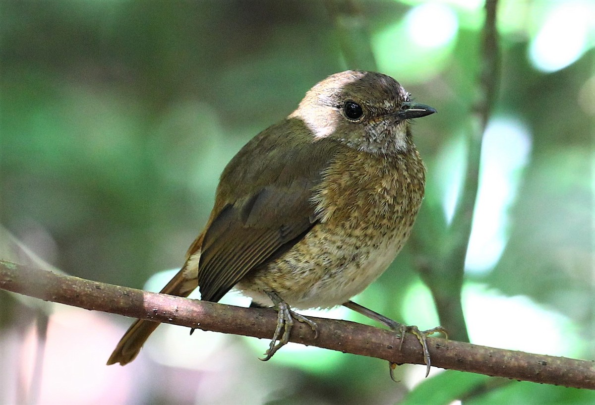 Amber Mountain Rock-Thrush - ML231106161