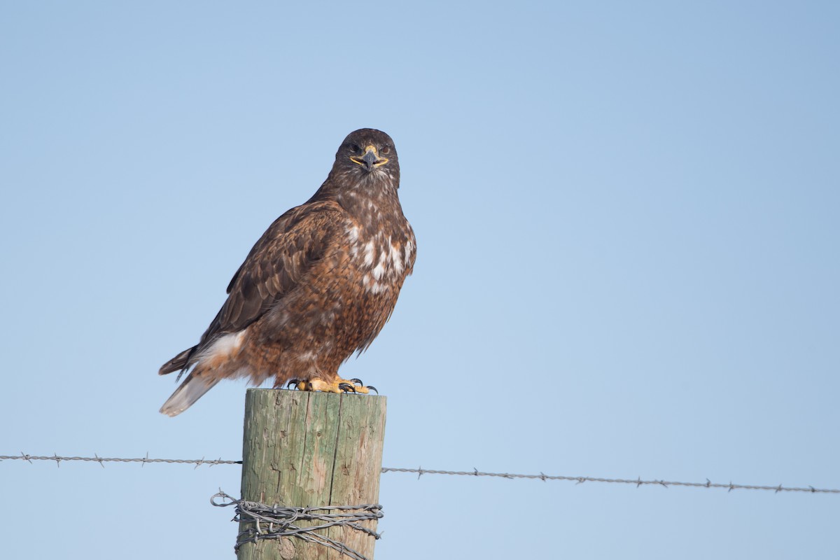 Ferruginous Hawk - Chris Wood