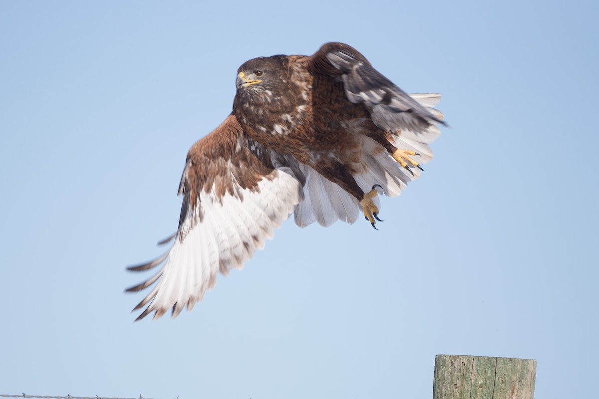 Ferruginous Hawk - ML23110761