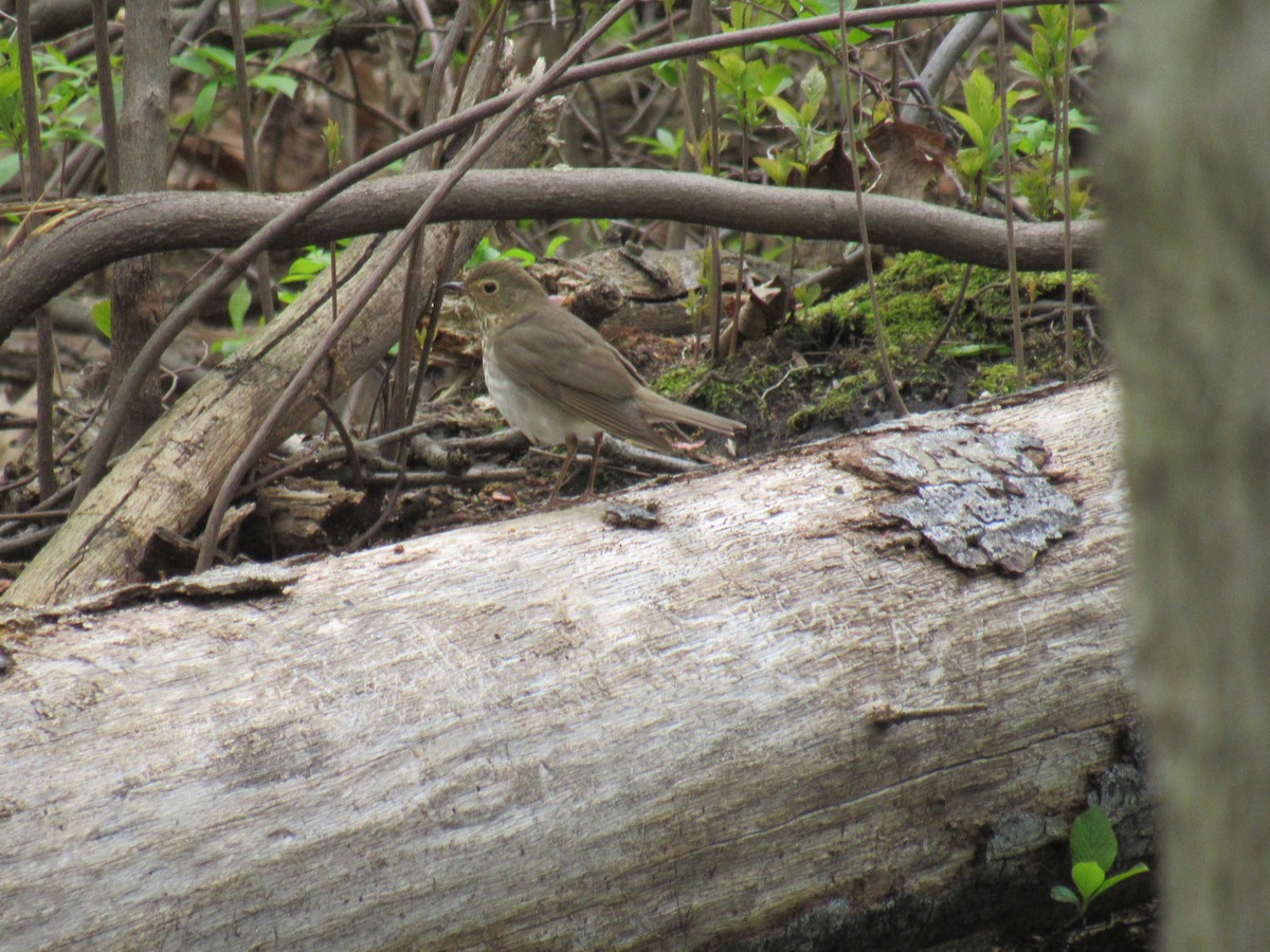 Swainson's Thrush - ML231107911