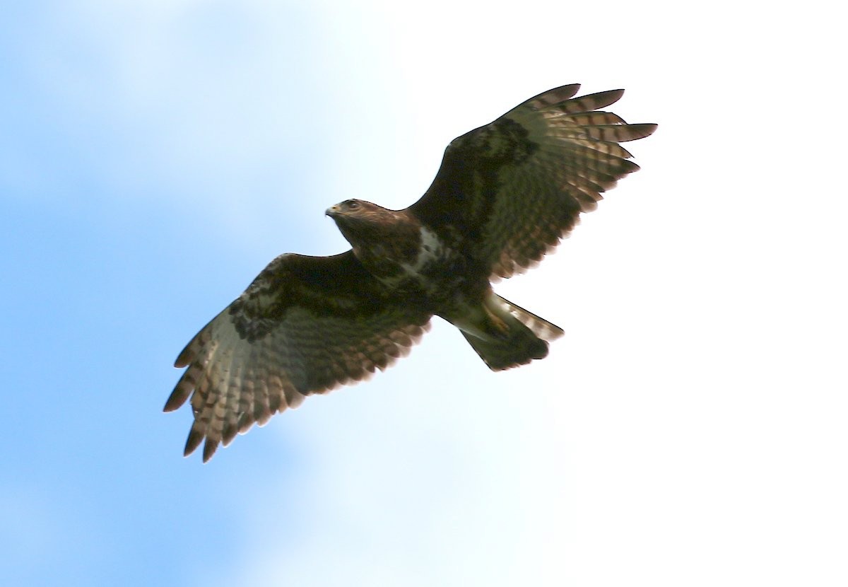 Madagascar Buzzard - Carmelo López Abad